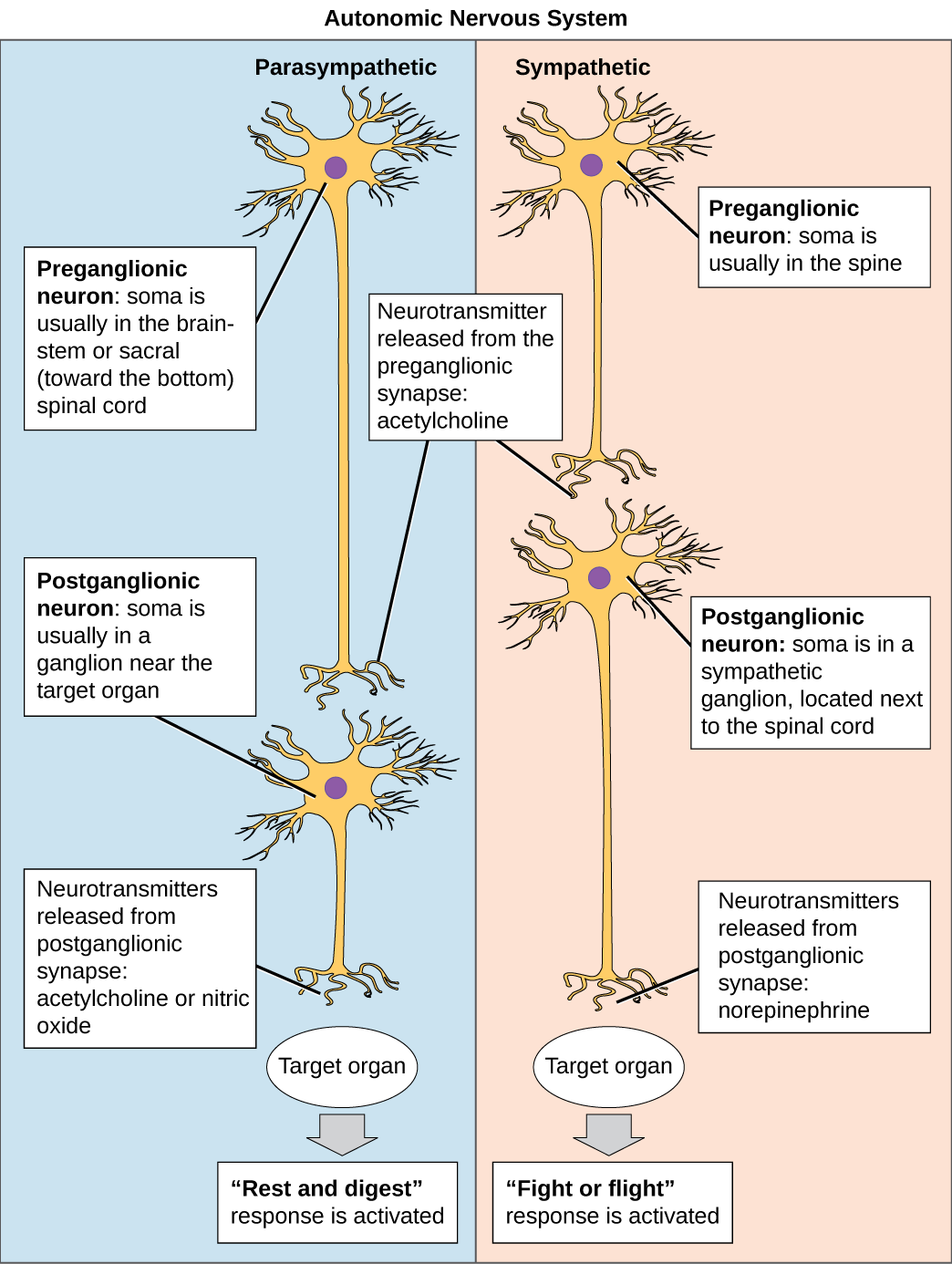 "Autonomic Nervous System" by CNX OpenStax is licensed under CC BY 4.0 Access for free at https://commons.wikimedia.org/wiki/File:Figure_35_04_01f.png Image showing Autonomic System neurons conduct signals via the preganglionic neurons to postganglionic neurons to the target organs.