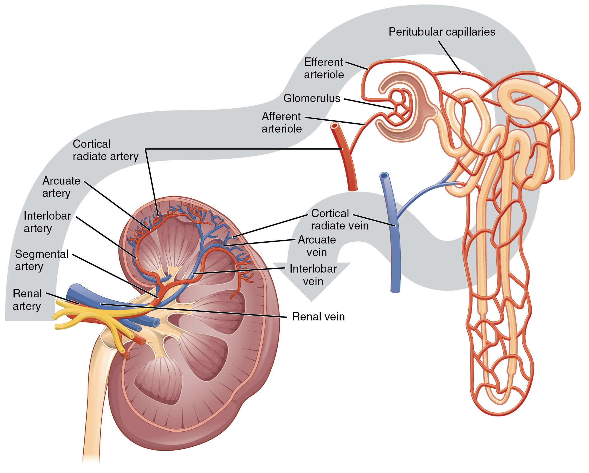 "2612 Blood Flow in the Kidneys.jpg" by OpenStax College is licensed under CC BY 4.0 Access for free at https://openstax.org/books/anatomy-and-physiology/pages/25-3-gross-anatomy-of-the-kidney Illustration, with labels, showing blood flow through the kidney and nephrons.