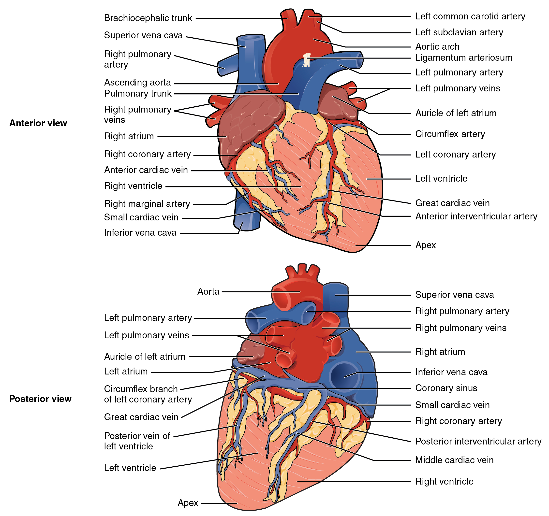 "Surface Anatomy of the Heart " by OpenStax College is licensed under CC BY 4.0 Access for free at https://openstax.org/books/anatomy-and-physiology/pages/19-1-heart-anatomy Illustration with labels, showing heart from anterior and posterior views.
