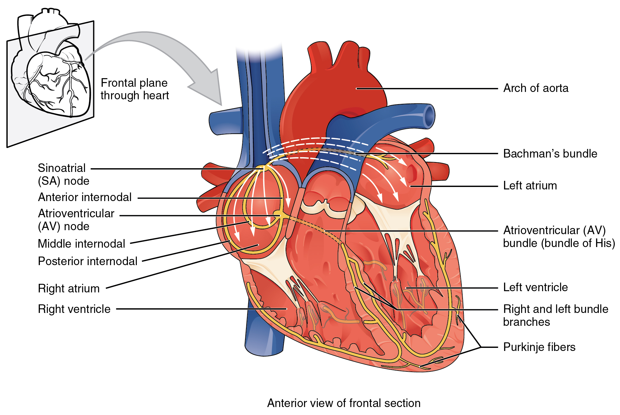 "2018 Conduction System of the Heart" by OpenStax College is licensed under CC BY 4.0 Access it for free at https://openstax.org/books/anatomy-and-physiology/pages/19-2-cardiac-muscle-and-electrical-activity Illustration, with labels, showing anterior view of frontal section and frontal plane through heart.