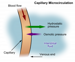 Capillary_microcirculation.jpg” by Kes47 is in the Public Domain Illustration showing Hydrostatic Pressure, with labels