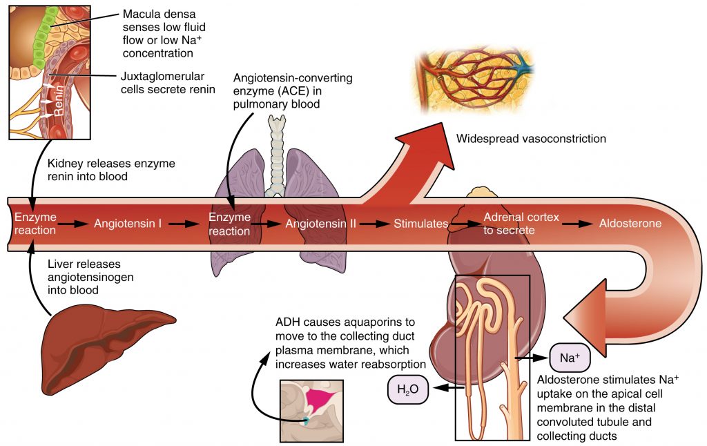 “2626_Renin_Aldosterone_Angiotensin.jpg” by OpenStax College is licensed under CC BY 3.0. Access for free at https://openstax.org/books/anatomy-and-physiology/pages/25-4-microscopic-anatomy-of-the-kidney Image showing Renin Angiotensin Aldosterone System (RAAS), with labels