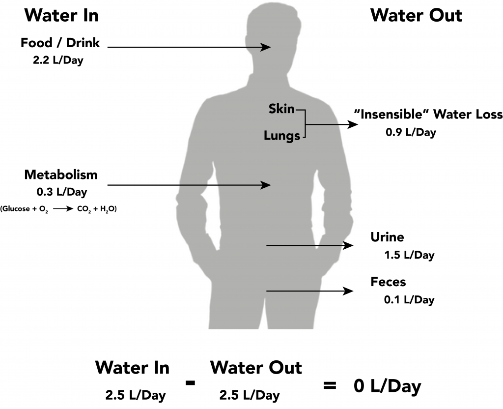 Water_balance.png” by David Walsh and Alan Sved is licensed under CC BY-SA 4.0 Image showing water balance in human body, with labels
