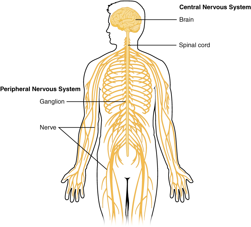 "1201 Overview of Nervous System.jpg" by CNX OpenStax. is licensed under CC BY 4.0 Access for free at https://openstax.org/books/anatomy-and-physiology/pages/12-1-basic-structure-and-function-of-the-nervous-system Outline of human body showing Central and Peripheral Nervous systems, with labels indicating locations of brain, spinal cord, ganglion, and nerves.