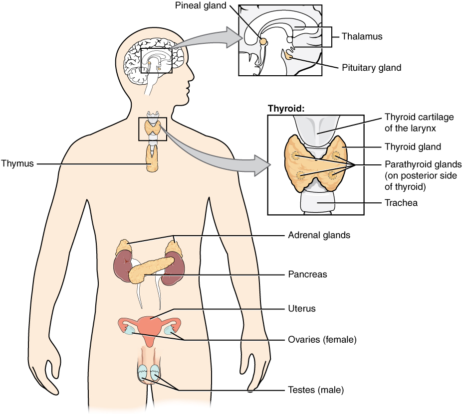 "1801 The Endocrine System.jpg" by OpenStax is licensed under CC BY 4.0 Access for free at https://openstax.org/books/anatomy-and-physiology/pages/17-1-an-overview-of-the-endocrine-system Illustration of human body showing labeled parts of endocrine system