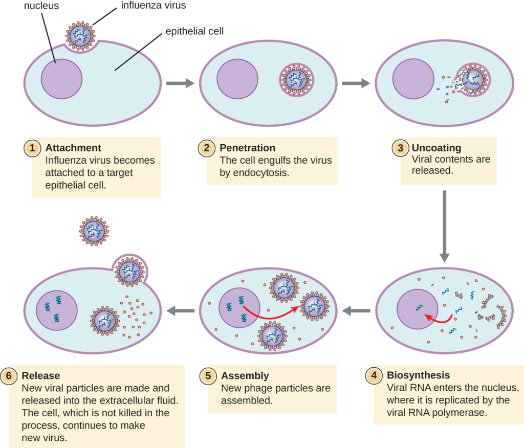 "Unknown" by CNX OpenStax is licensed under CC BY 4.0 Access for free at https://openstax.org/books/microbiology/pages/6-2-the-viral-life-cycle CC BY 4.0 Illustration of Influenza virus attaching to target cell and replication within nucleus of cells.