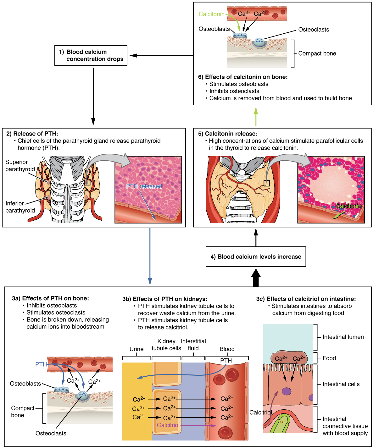 "1817 The Role of Parathyroid Hormone in Maintaining Blood Calcium Homeostasis.jpg" by OpenStax is licensed under CC BY 4.0 Access for free at https://openstax.org/books/anatomy-and-physiology/pages/17-5-the-parathyroid-glands Illustrations showing parathyroid hormone maintaining blood calcium homeostasis