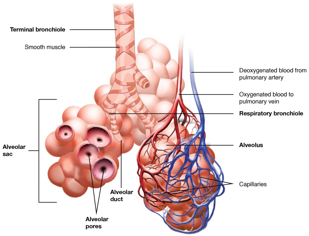 "2309 The Respiratory Zone.jpg" by OpenStax College is licensed under CC BY 3.0 Access for free at https://openstax.org/books/anatomy-and-physiology/pages/22-1-organs-and-structures-of-the-respiratory-system Image showing Respiratory Zone Bronchioles lead to alveolar sacs in the respiratory zone where gas exchange occurs, with labels for major features.