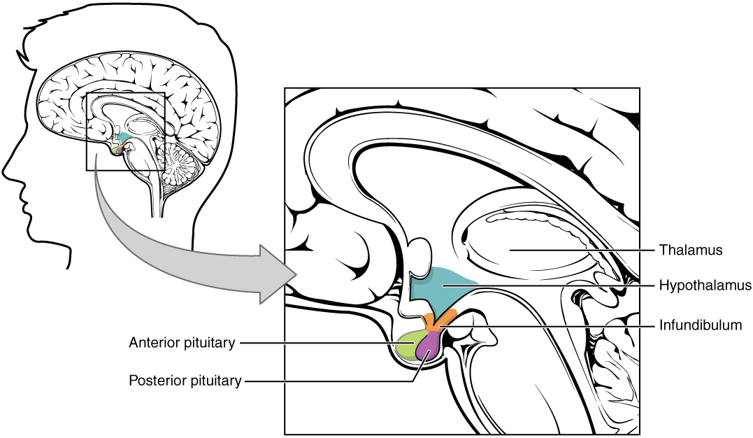 "1806 The Hypothalamus-Pituitary Complex.jpg" by OpenStax is licensed under CC BY 4.0 Access for free at https://openstax.org/books/anatomy-and-physiology/pages/17-3-the-pituitary-gland-and-hypothalamus Illustration showing hypothalamus-pituitary complex.