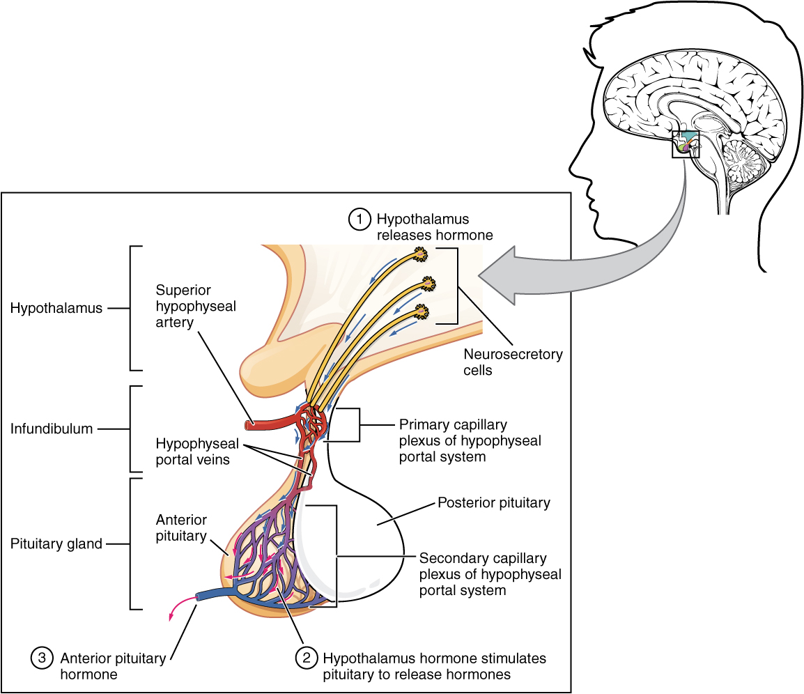 "1808 The Anterior Pituitary Complex.jpg" by OpenStax is licensed under CC BY 4.0 Access for free at https://openstax.org/books/anatomy-and-physiology/pages/17-3-the-pituitary-gland-and-hypothalamus Illustration showing enlarged view of posterior pituitary with labels.